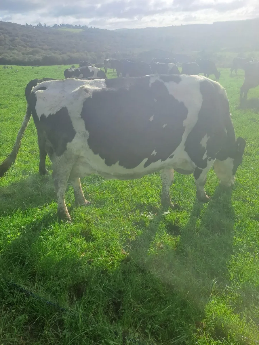Milking cows-in calf - Image 4