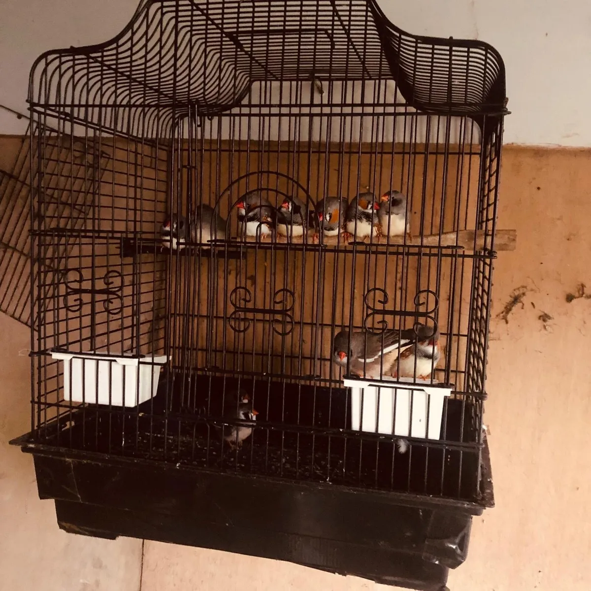 Budgies and zebra finches - Image 1