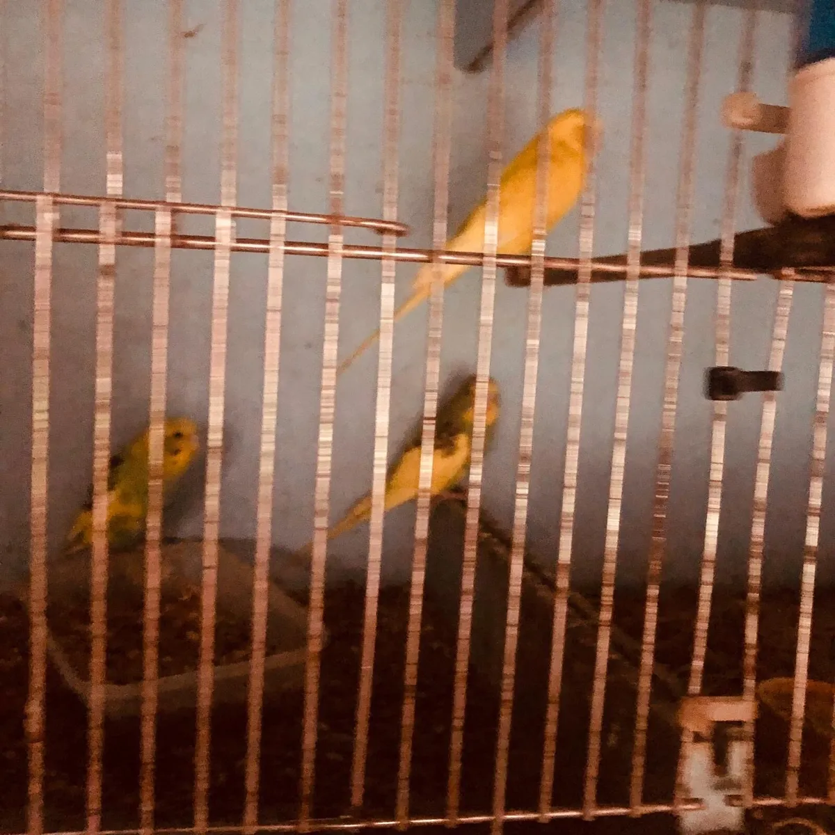 Budgies and zebra finches - Image 2