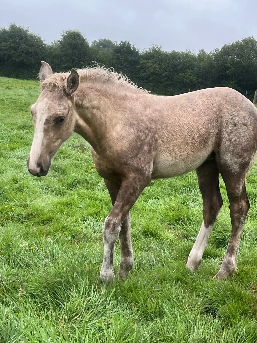 Palomino filly foal - Image 3