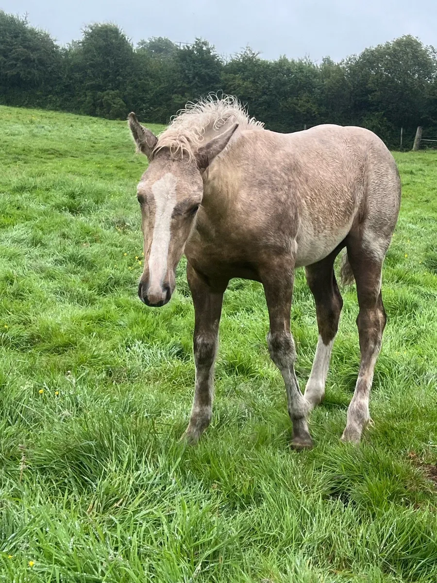 Palomino filly foal - Image 4
