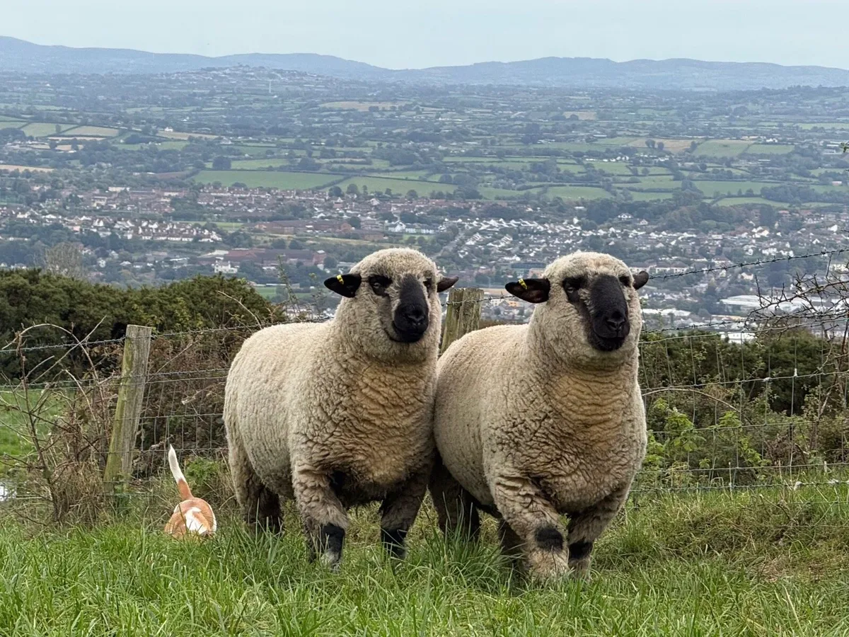 Hampshire Down ram lambs - Image 1