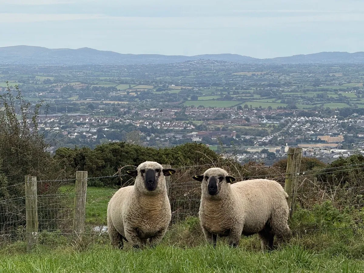 Hampshire Down ram lambs - Image 2