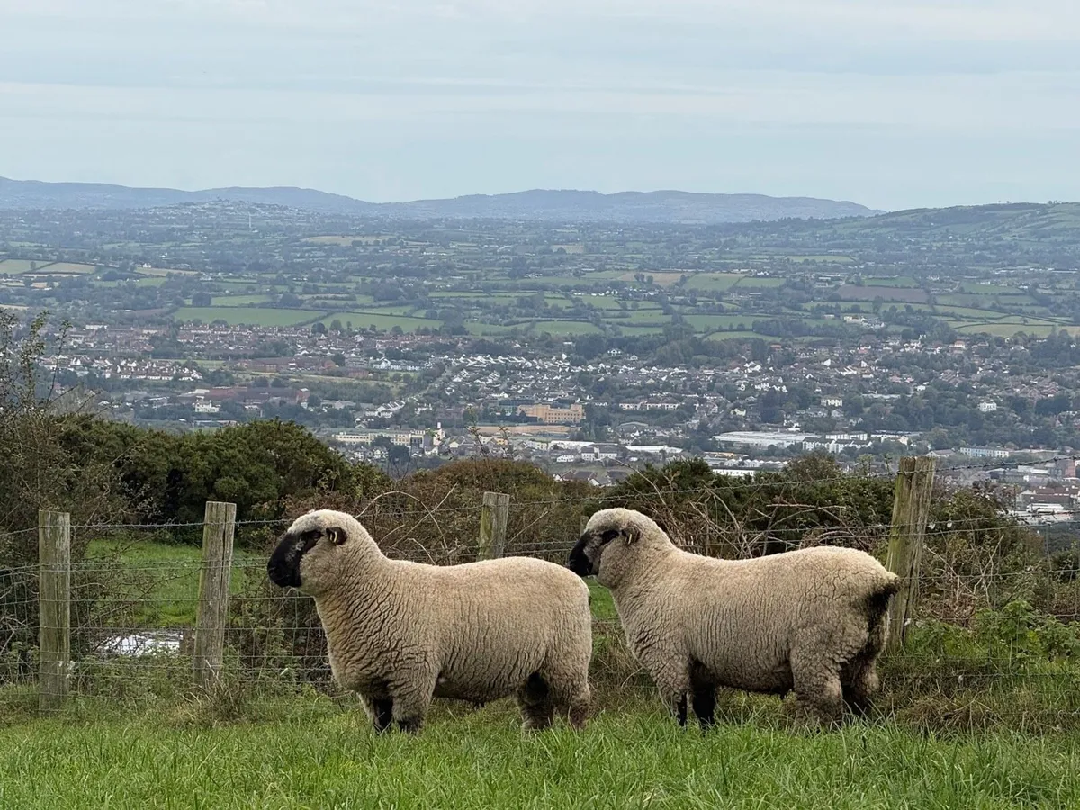 Hampshire Down ram lambs - Image 3
