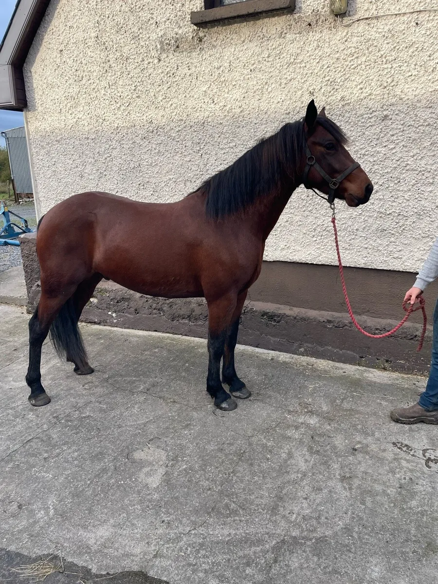 Pony - Image 1