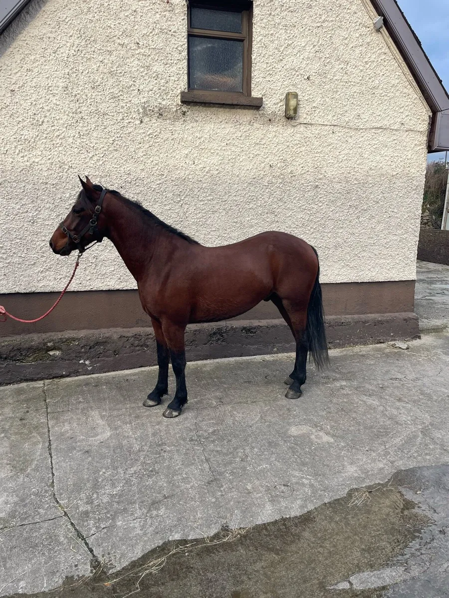 Pony - Image 2