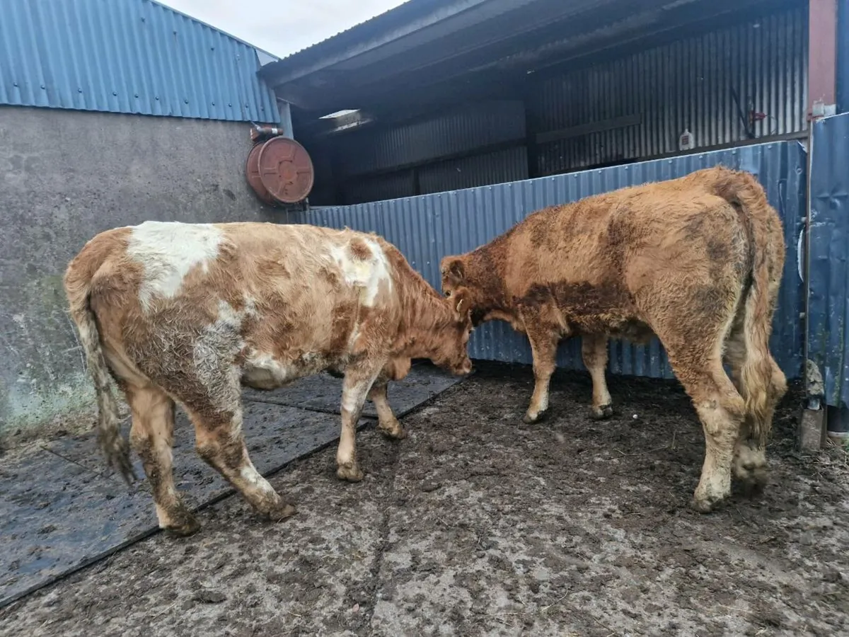 Heifers - Image 1