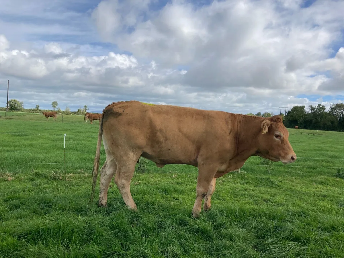 Limousin In Calf Cows - Image 2