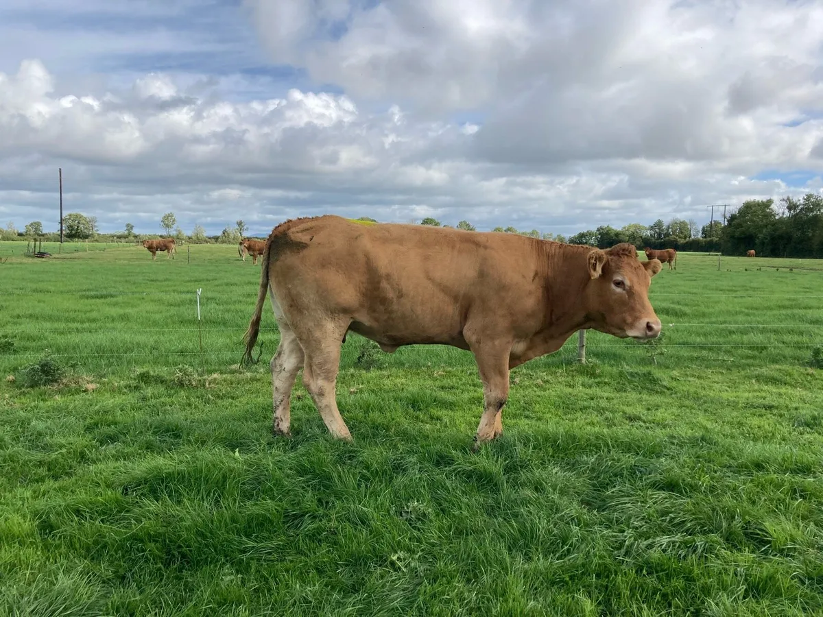Limousin In Calf Cows - Image 3