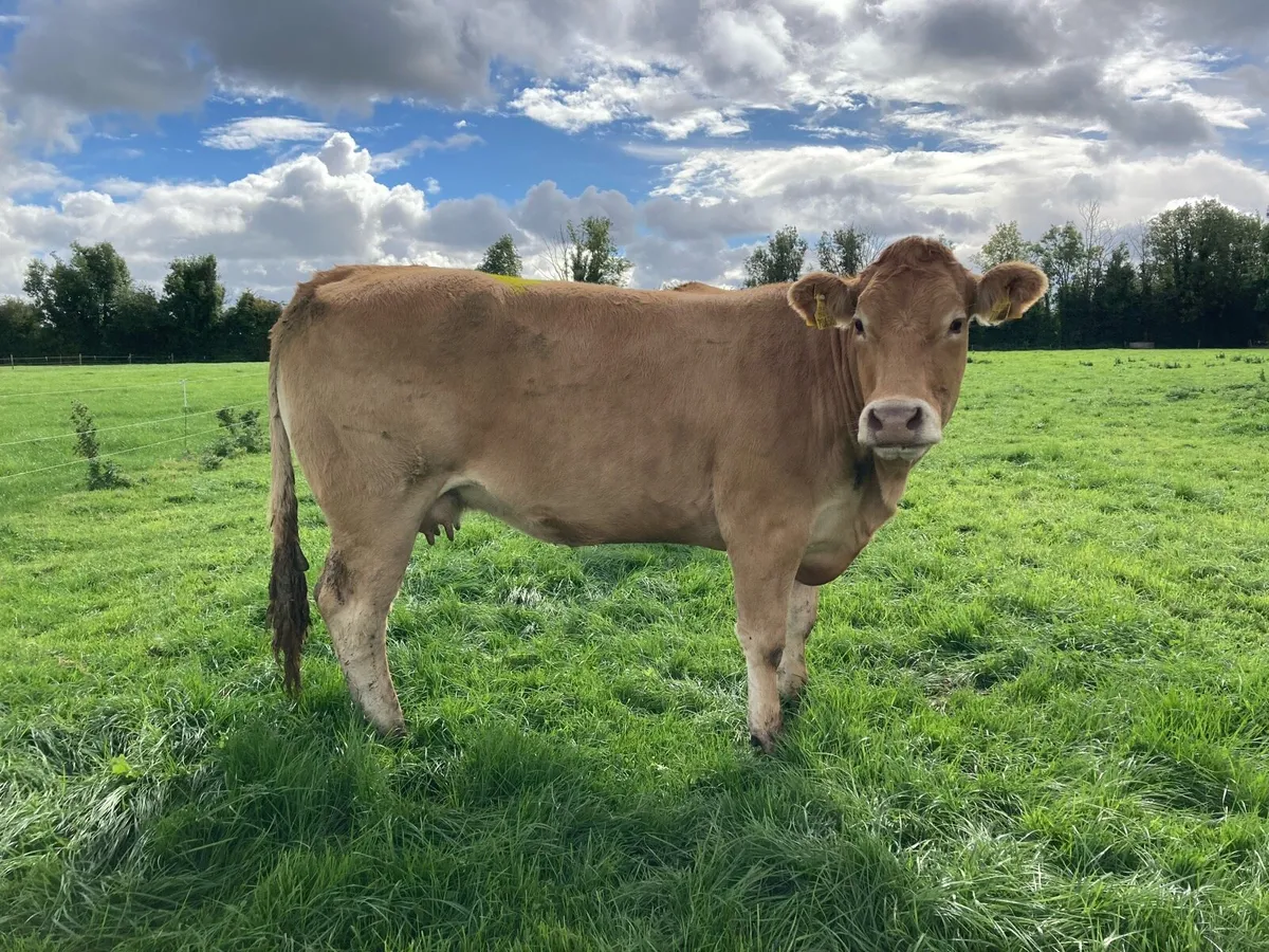 Limousin In Calf Cows - Image 4