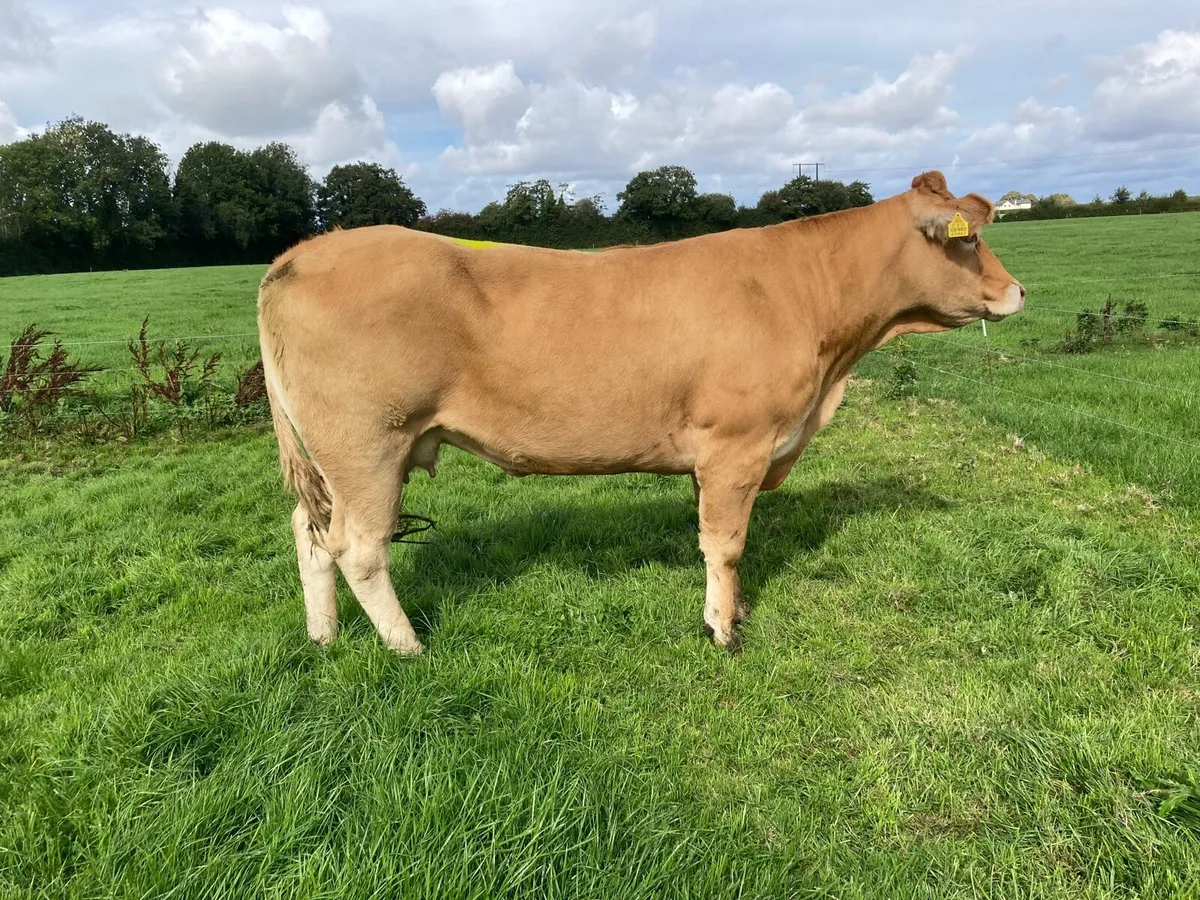 Limousin In Calf Cows - Image 1