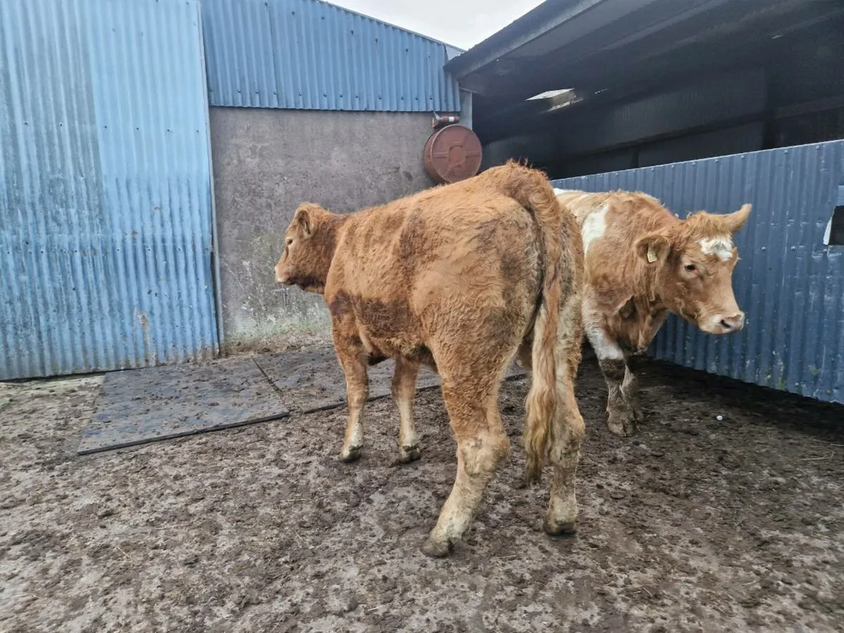 Heifers - Image 2