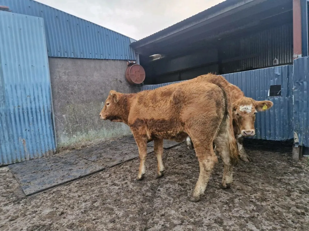 Heifers - Image 3