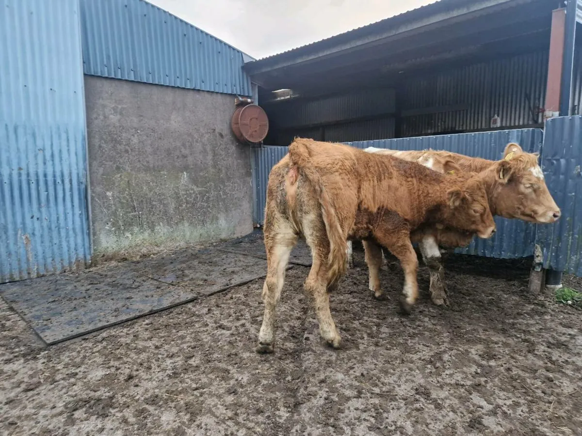 Heifers - Image 4
