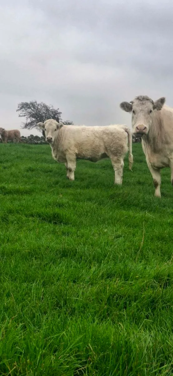 CHAROLAIS & BELTED GALLOWAY COWS - Image 1