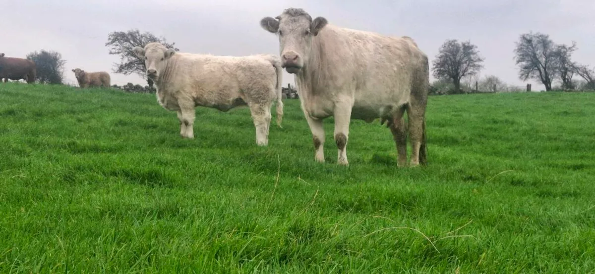 CHAROLAIS & BELTED GALLOWAY COWS - Image 2
