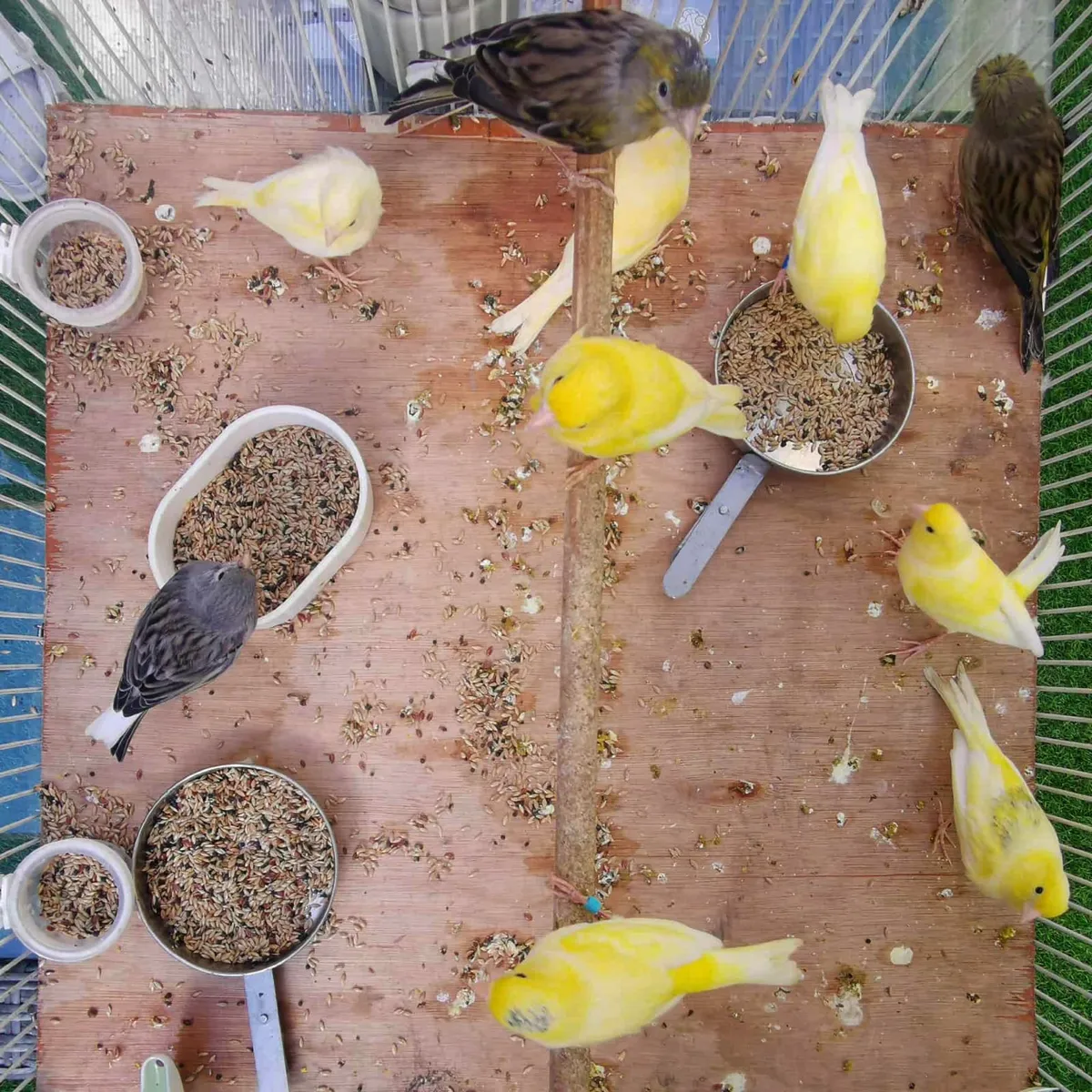 canary - Image 1