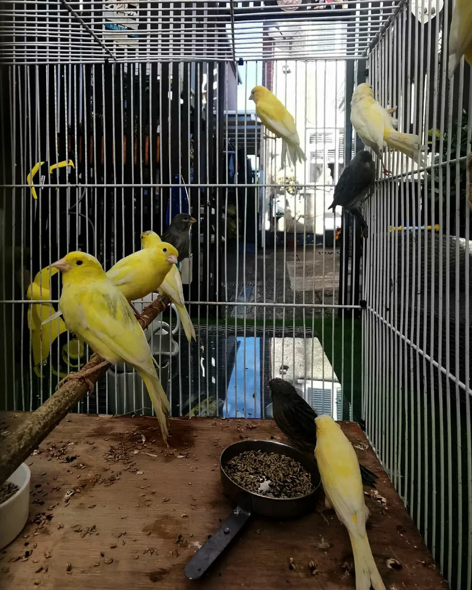 canary - Image 2