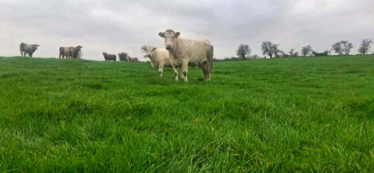 CHAROLAIS & BELTED GALLOWAY COWS - Image 3