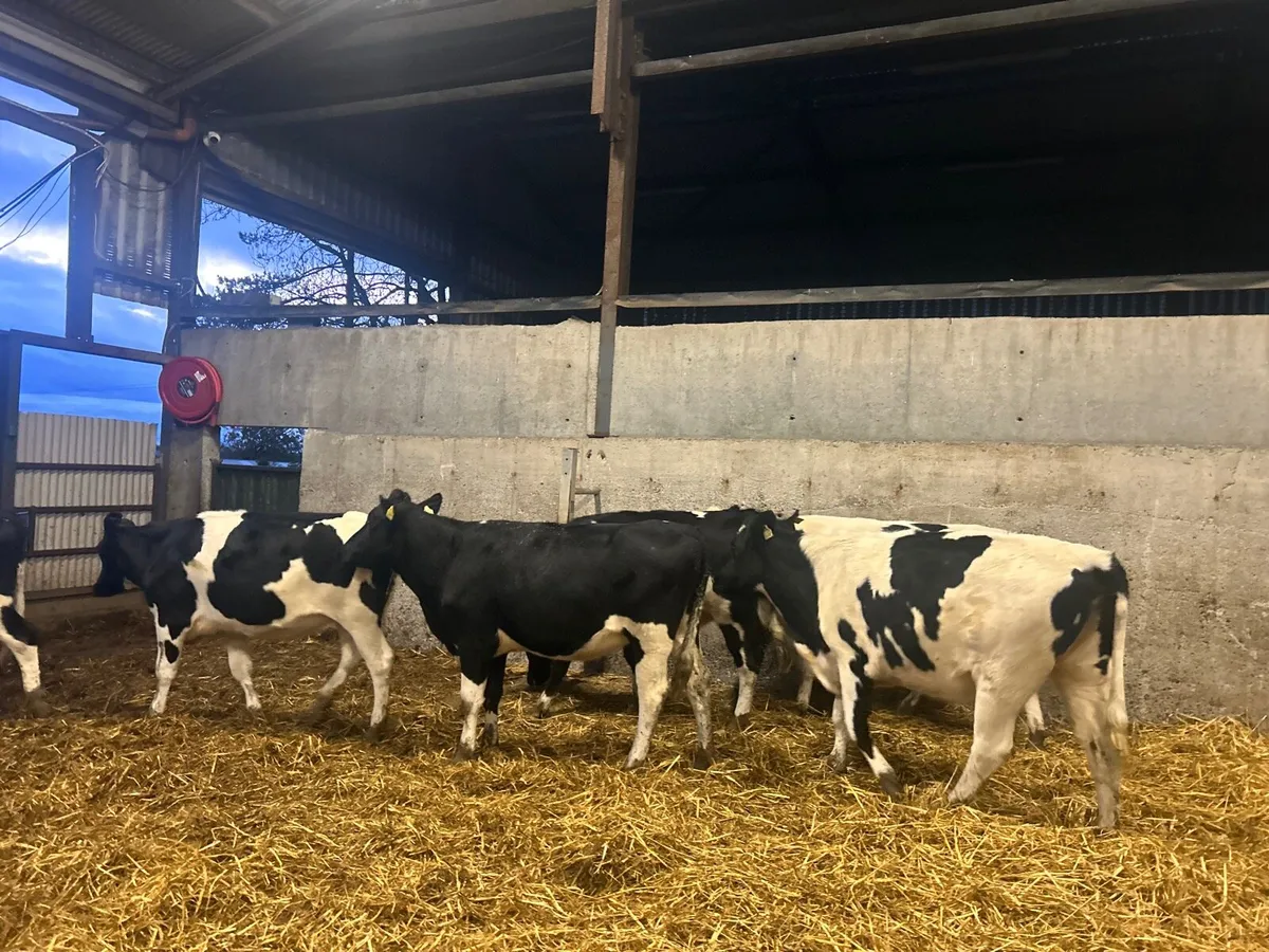 8 super  British Frisian  breeding heifers - Image 1
