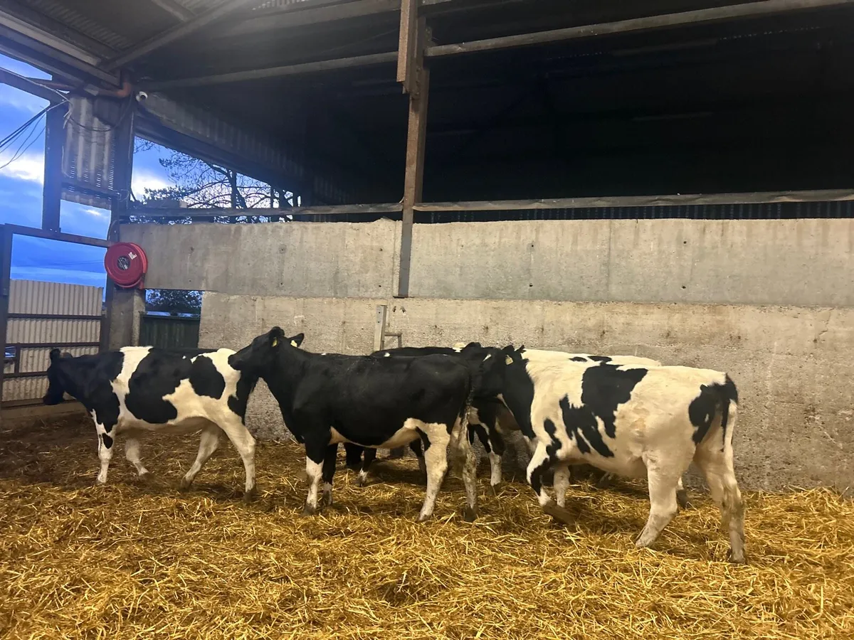 8 super  British Frisian  breeding heifers - Image 2