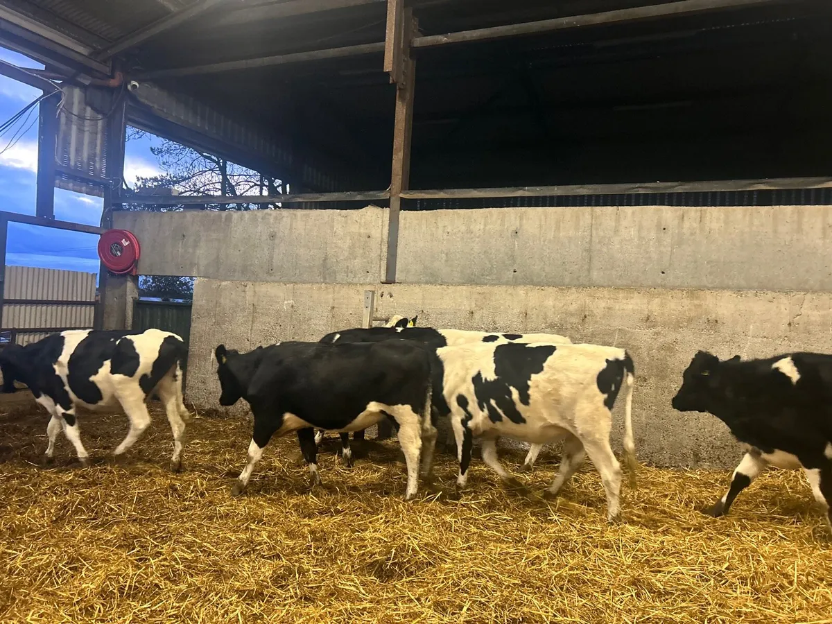 8 super  British Frisian  breeding heifers - Image 3