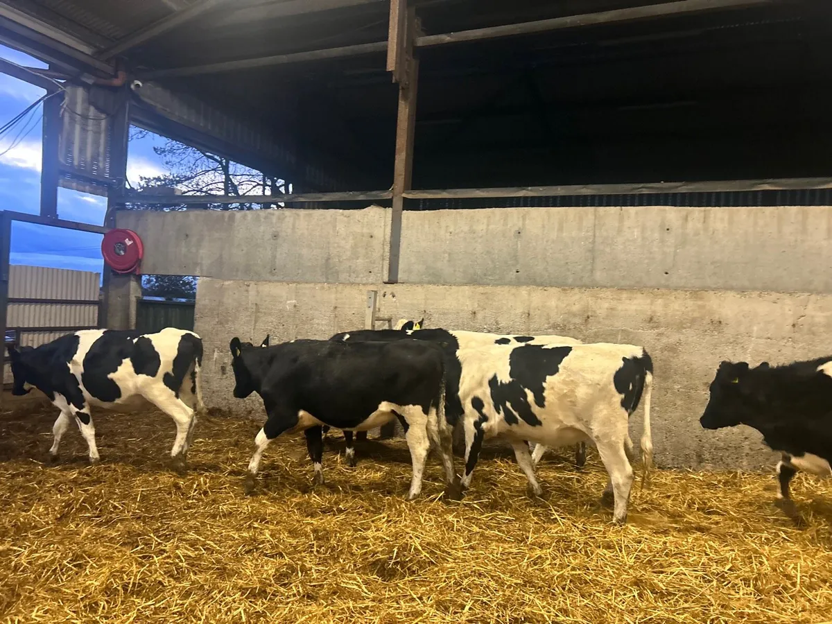 8 super  British Frisian  breeding heifers - Image 4