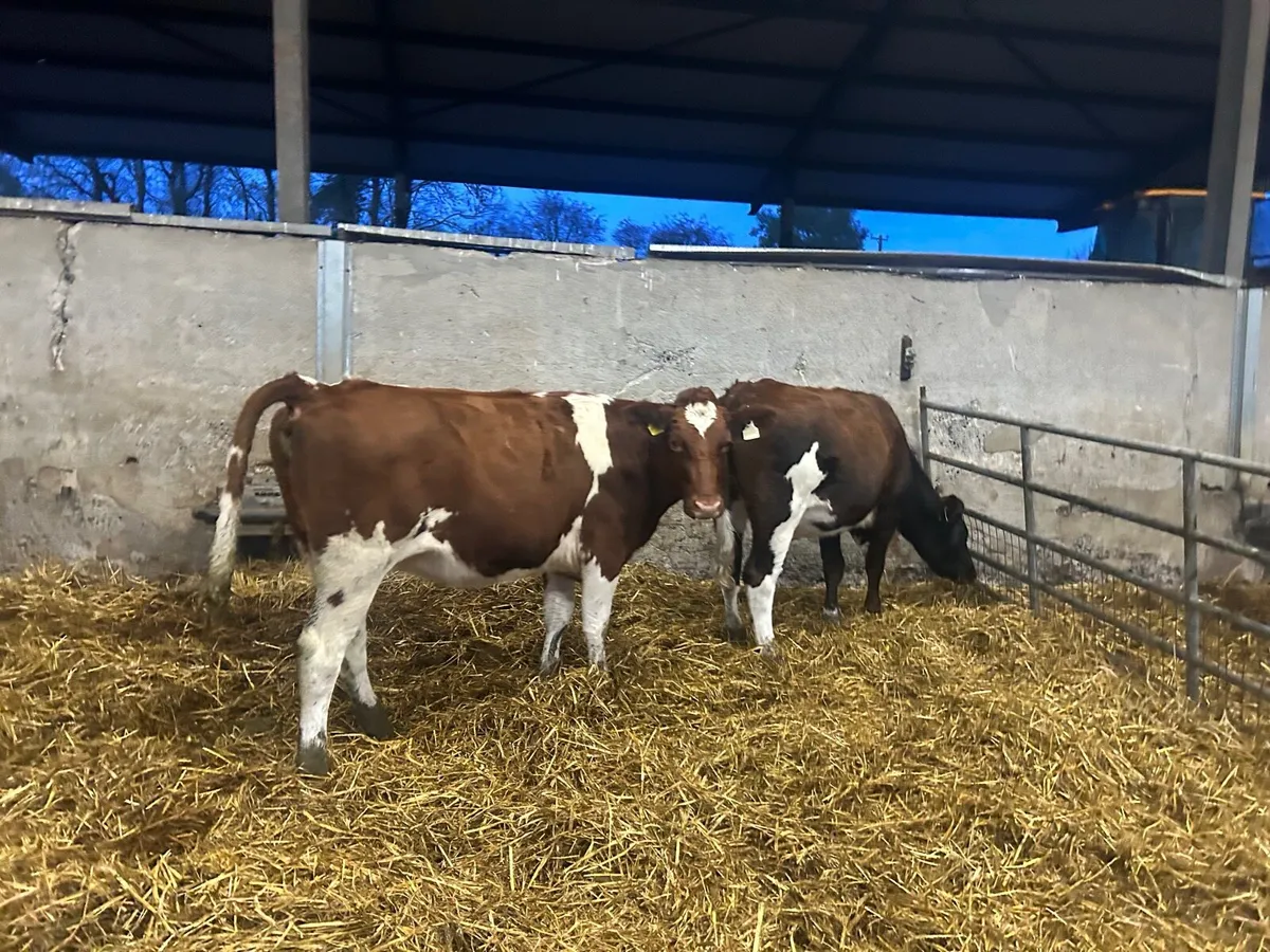 2 super  red British Frisian heifers - Image 1
