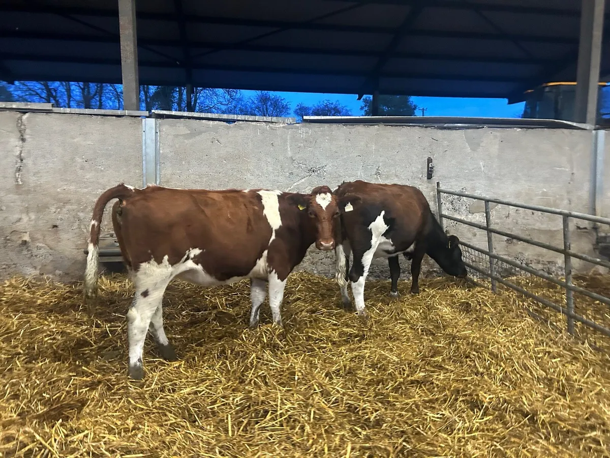 2 super  red British Frisian heifers - Image 2