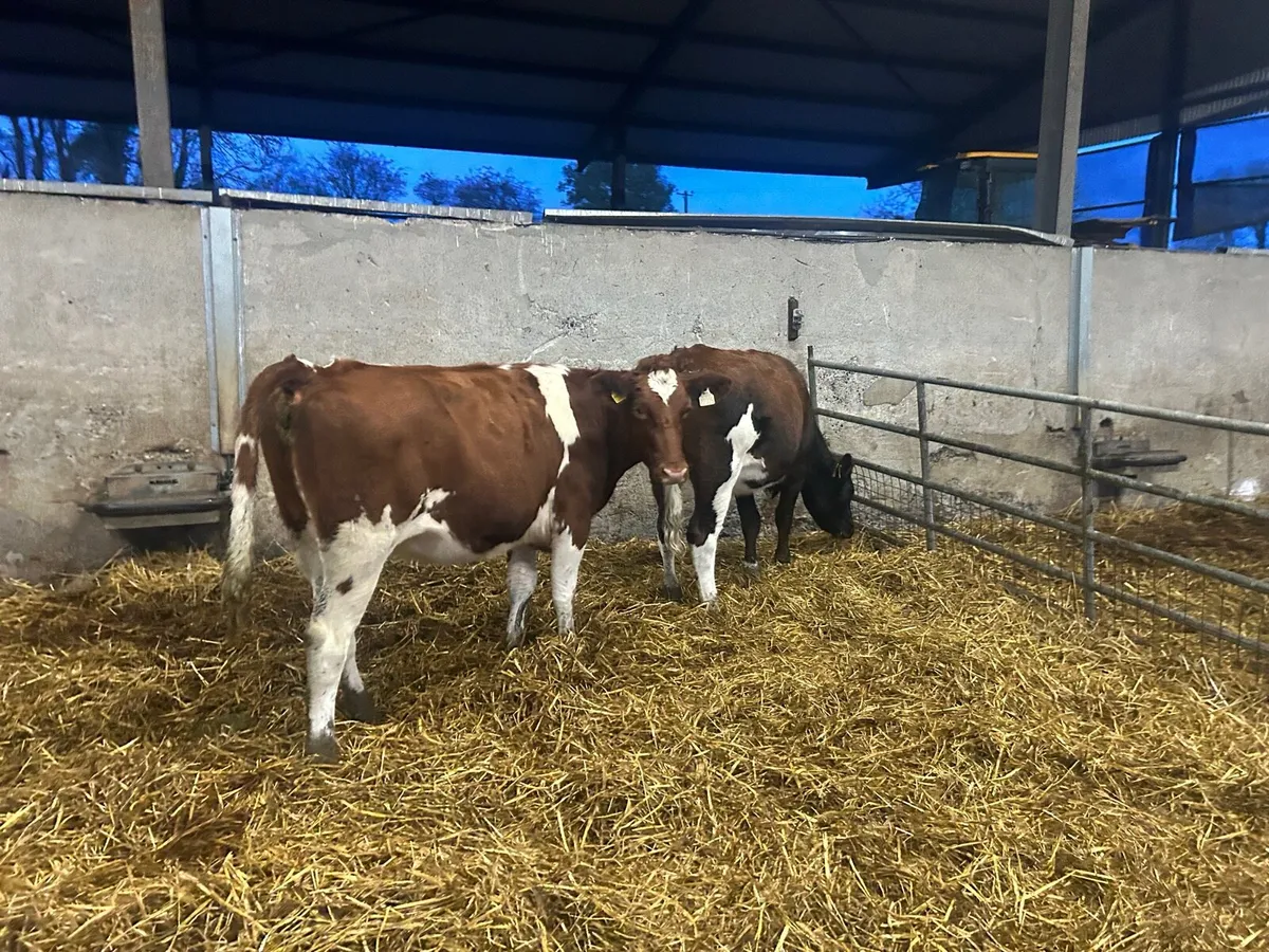 2 super  red British Frisian heifers - Image 3