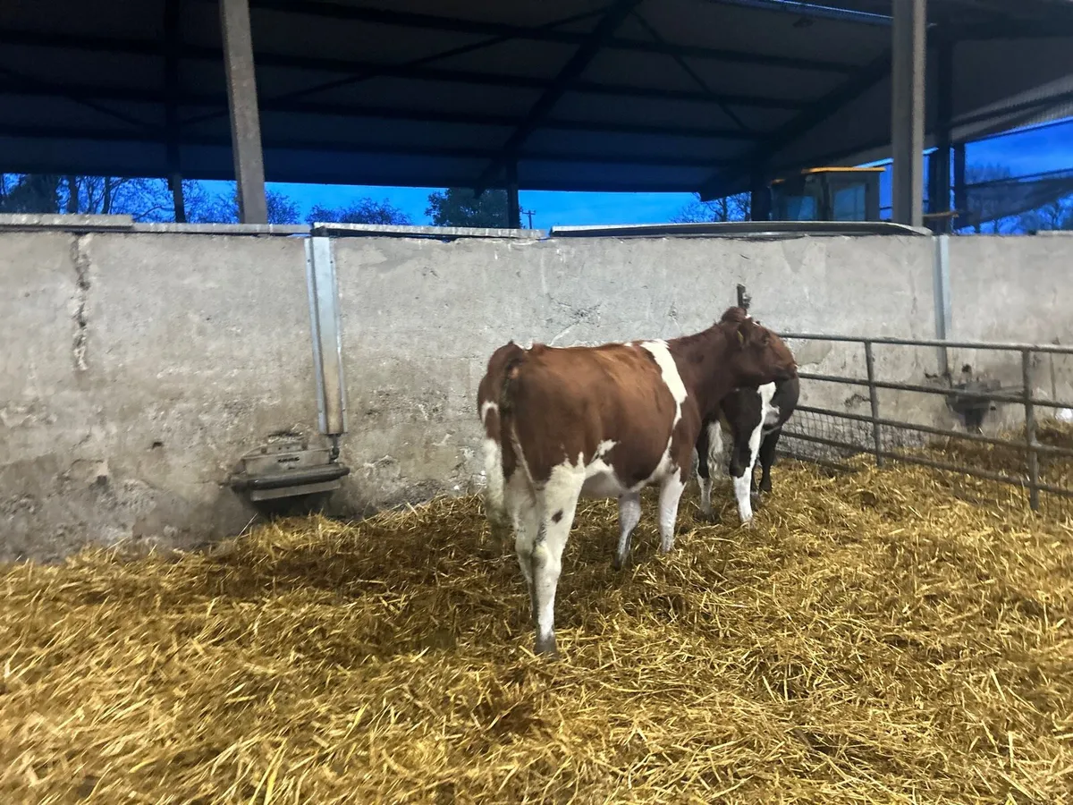 2 super  red British Frisian heifers - Image 4
