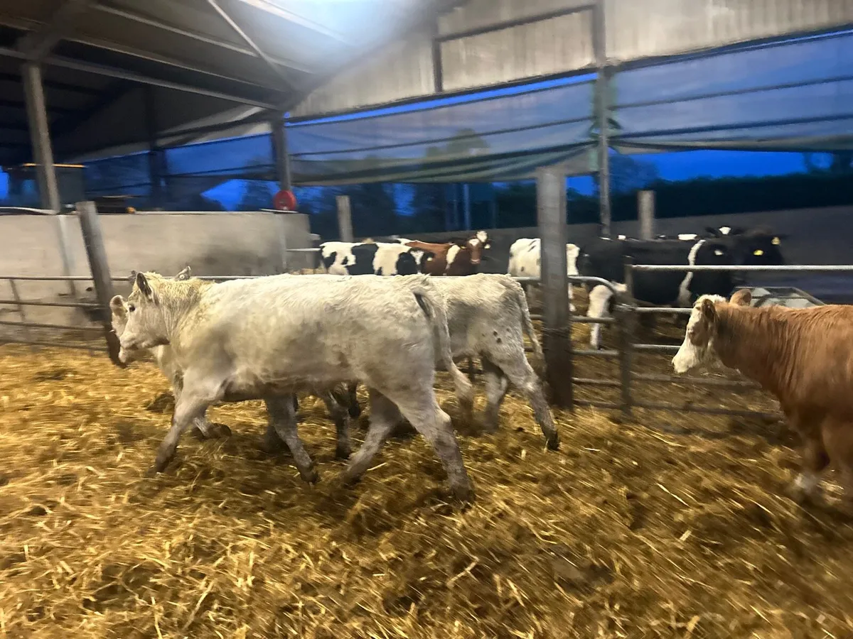 4 super charlaois store  heifers - Image 1