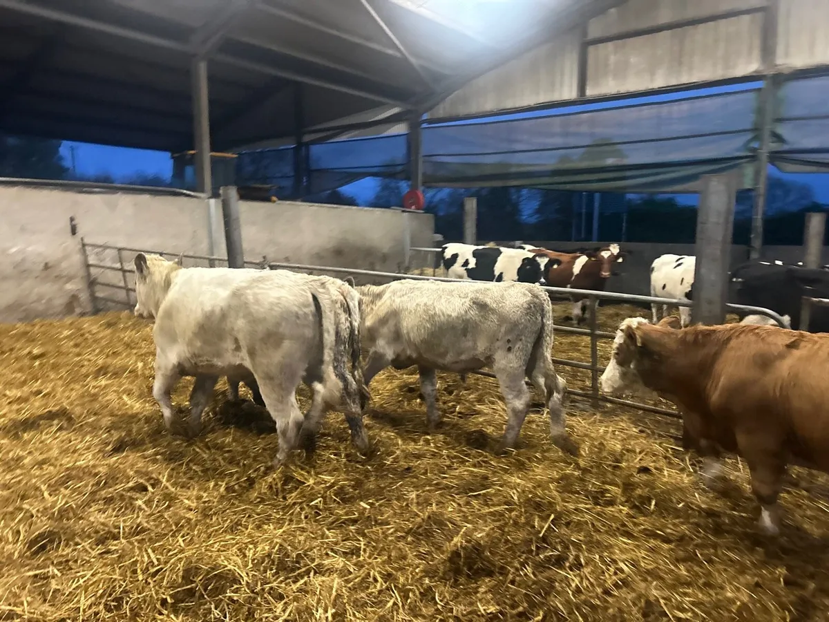 4 super charlaois store  heifers - Image 2
