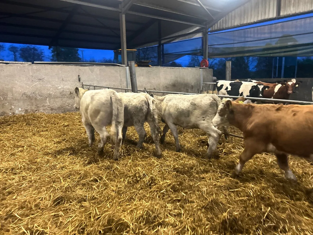 4 super charlaois store  heifers - Image 3