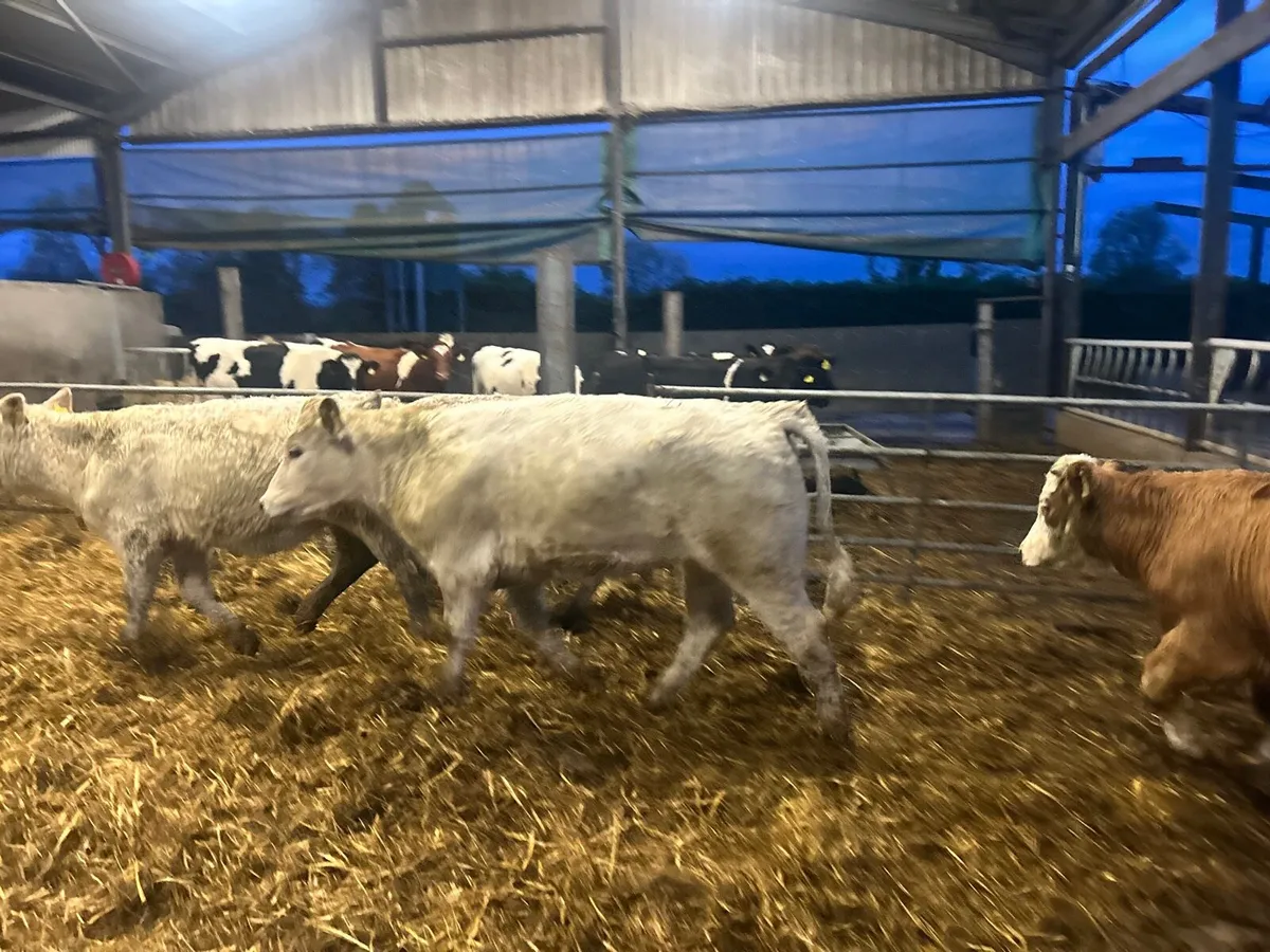 4 super charlaois store  heifers - Image 4