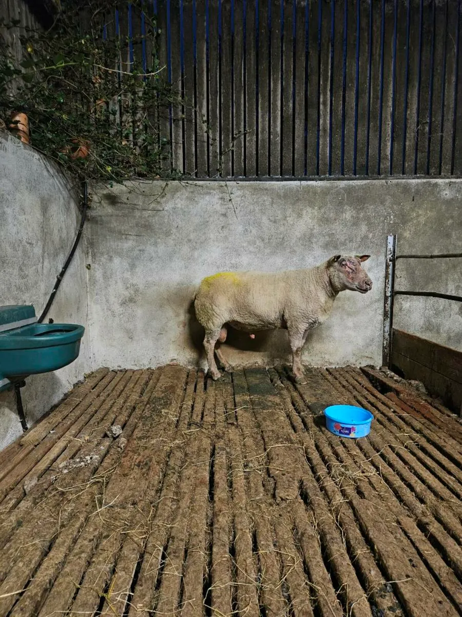 Pbr rouge ram - Image 2