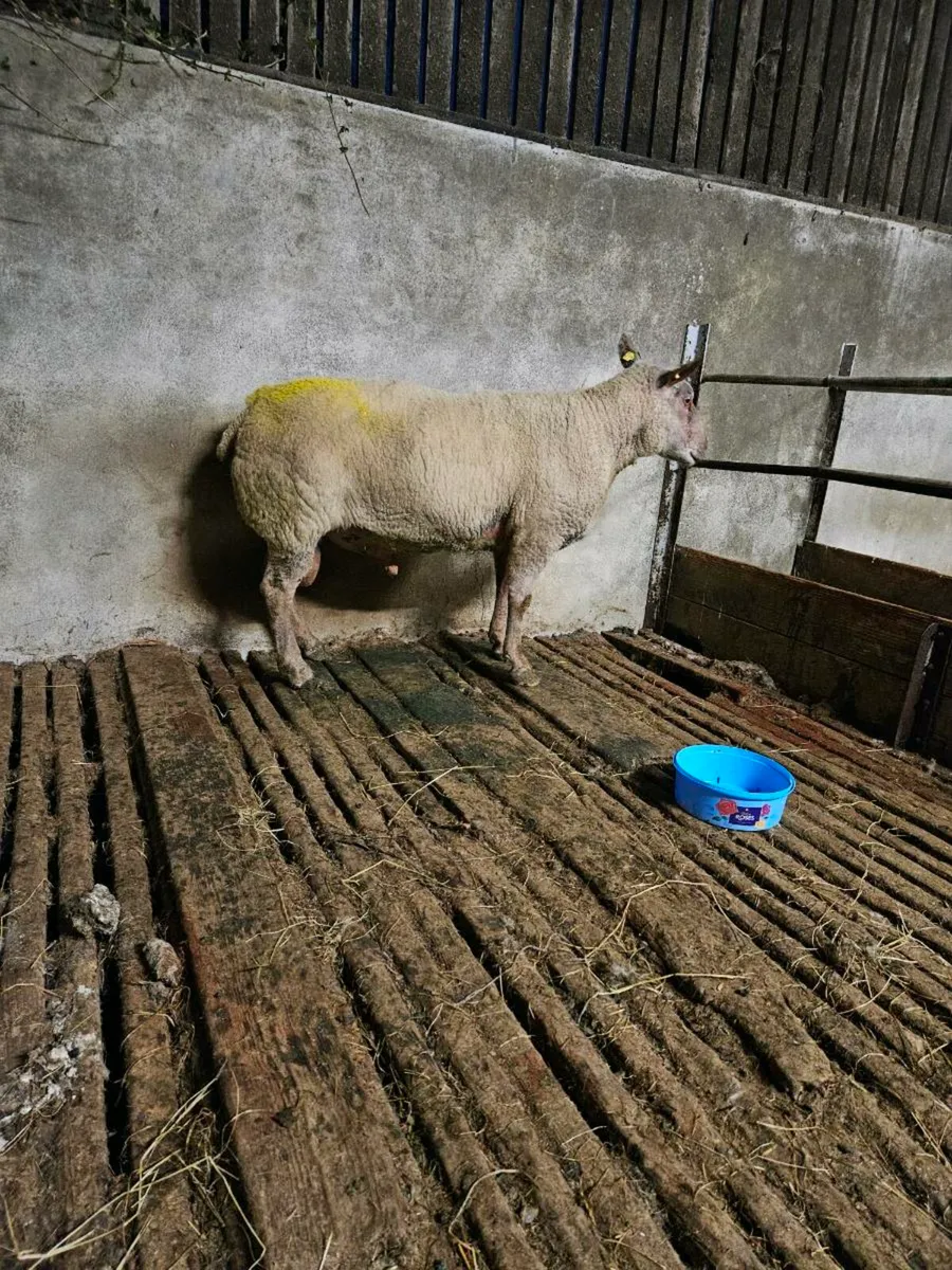 Pbr rouge ram - Image 1