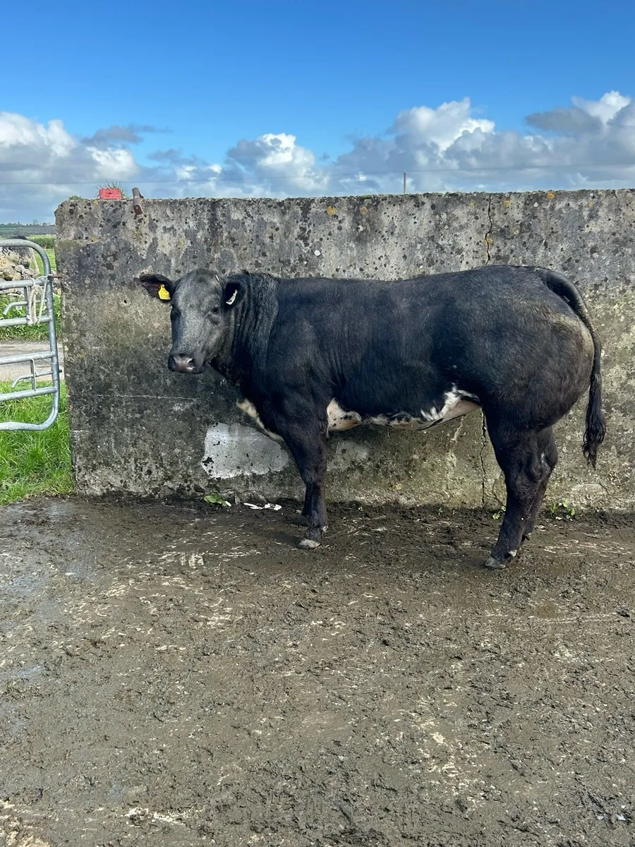 Heifers - Image 1