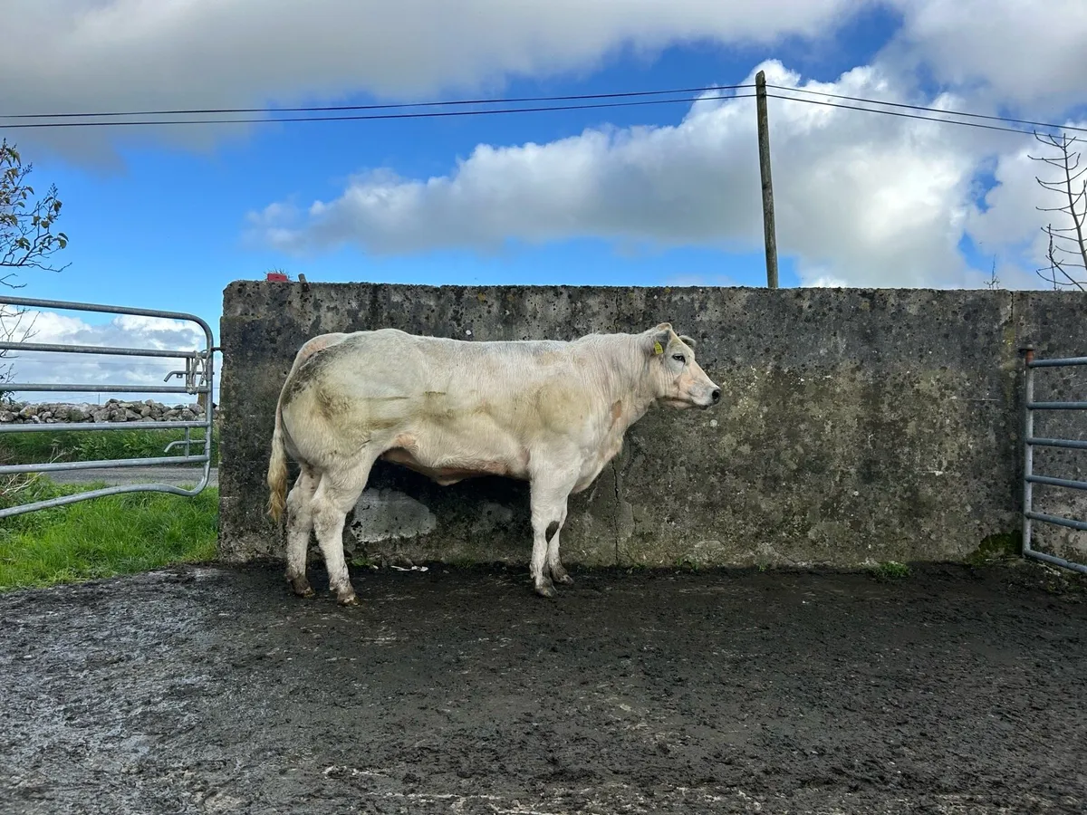 Heifers - Image 2
