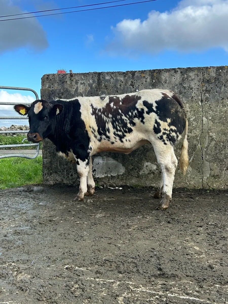 Heifers - Image 3