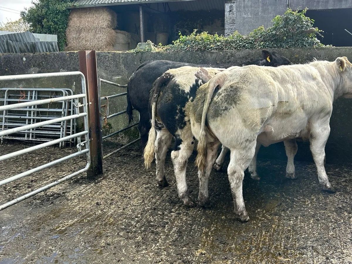 Heifers - Image 4