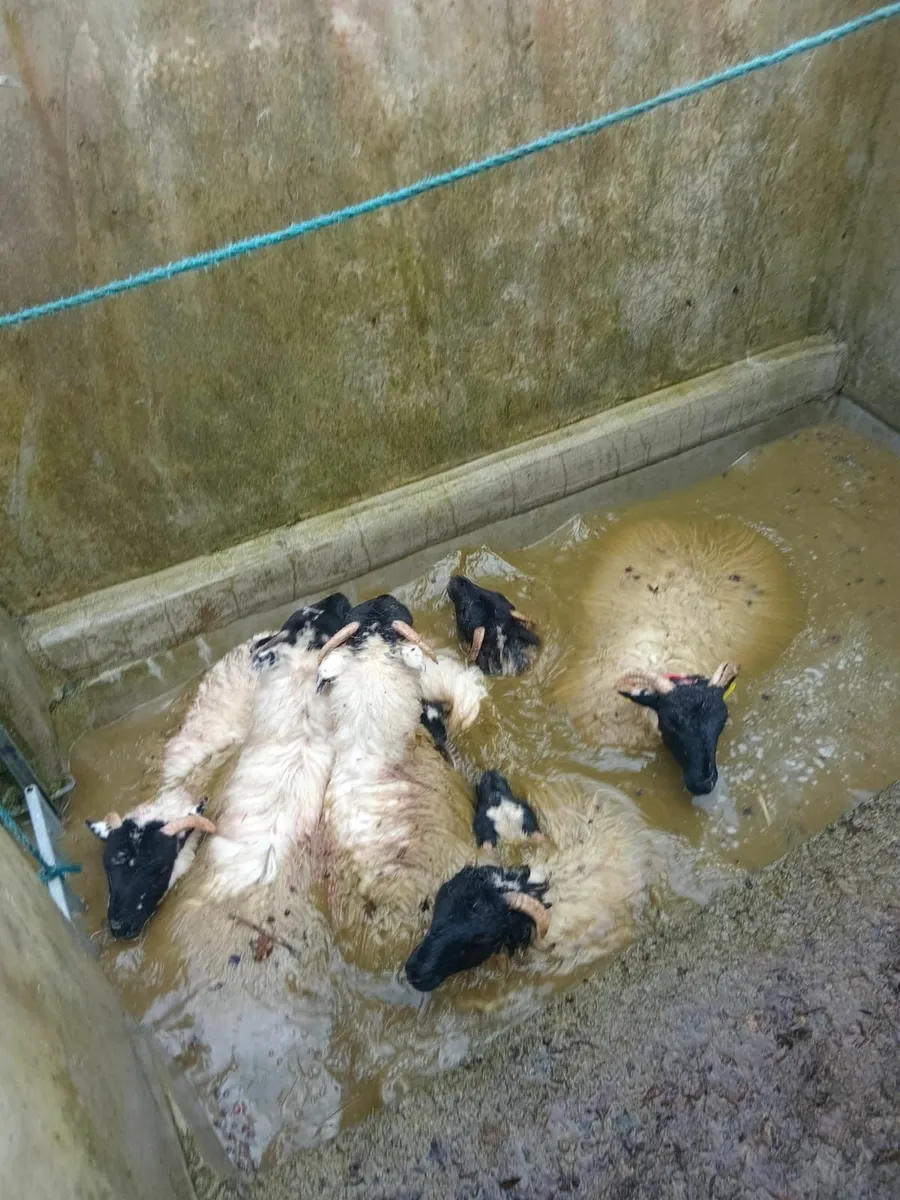 42 May born Mountain horned ewe lambs - Image 2
