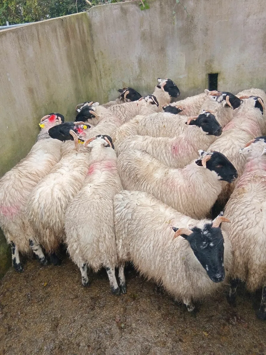 42 May born Mountain horned ewe lambs - Image 3