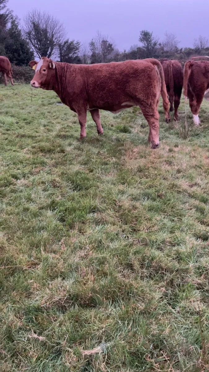 Limousine heifer weanling - Image 1