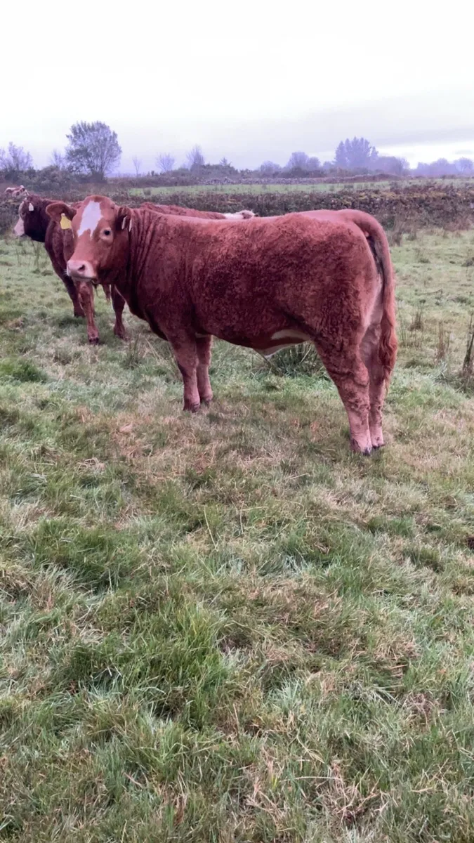 Limousine heifer weanling - Image 2