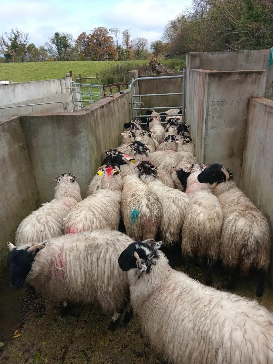 42 May born Mountain horned ewe lambs - Image 4
