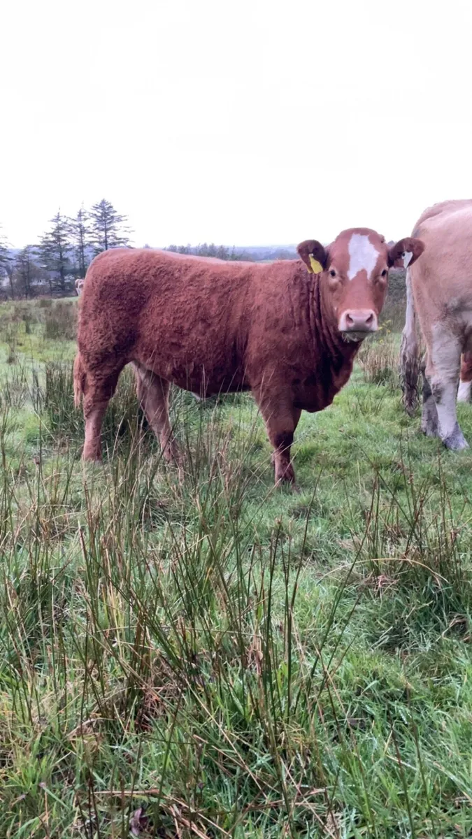 Limousine heifer weanling - Image 3