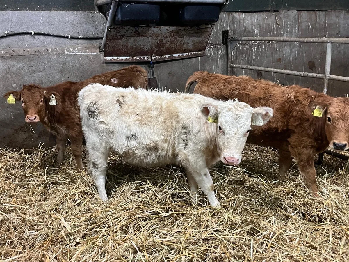 3 suckler bred  continental weanling heifers - Image 1