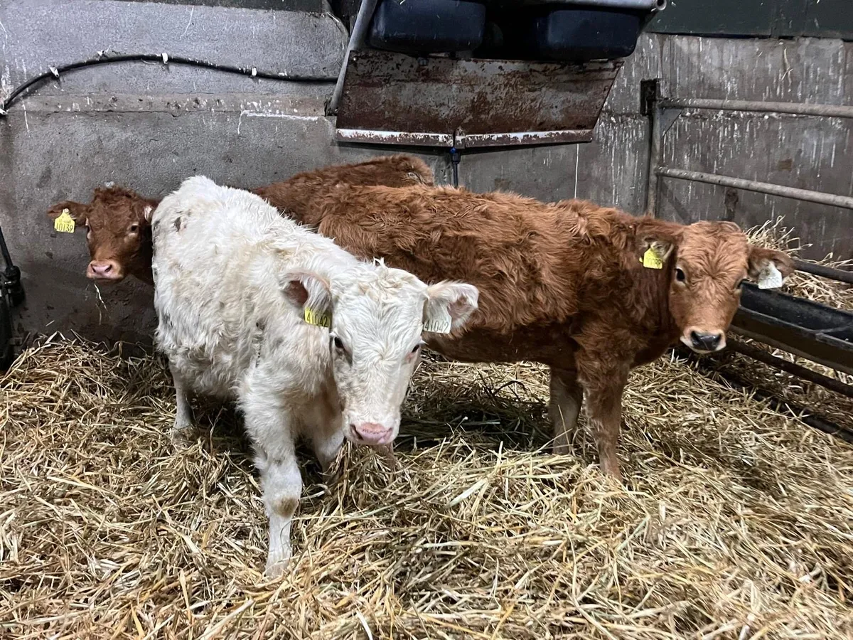 3 suckler bred  continental weanling heifers - Image 2