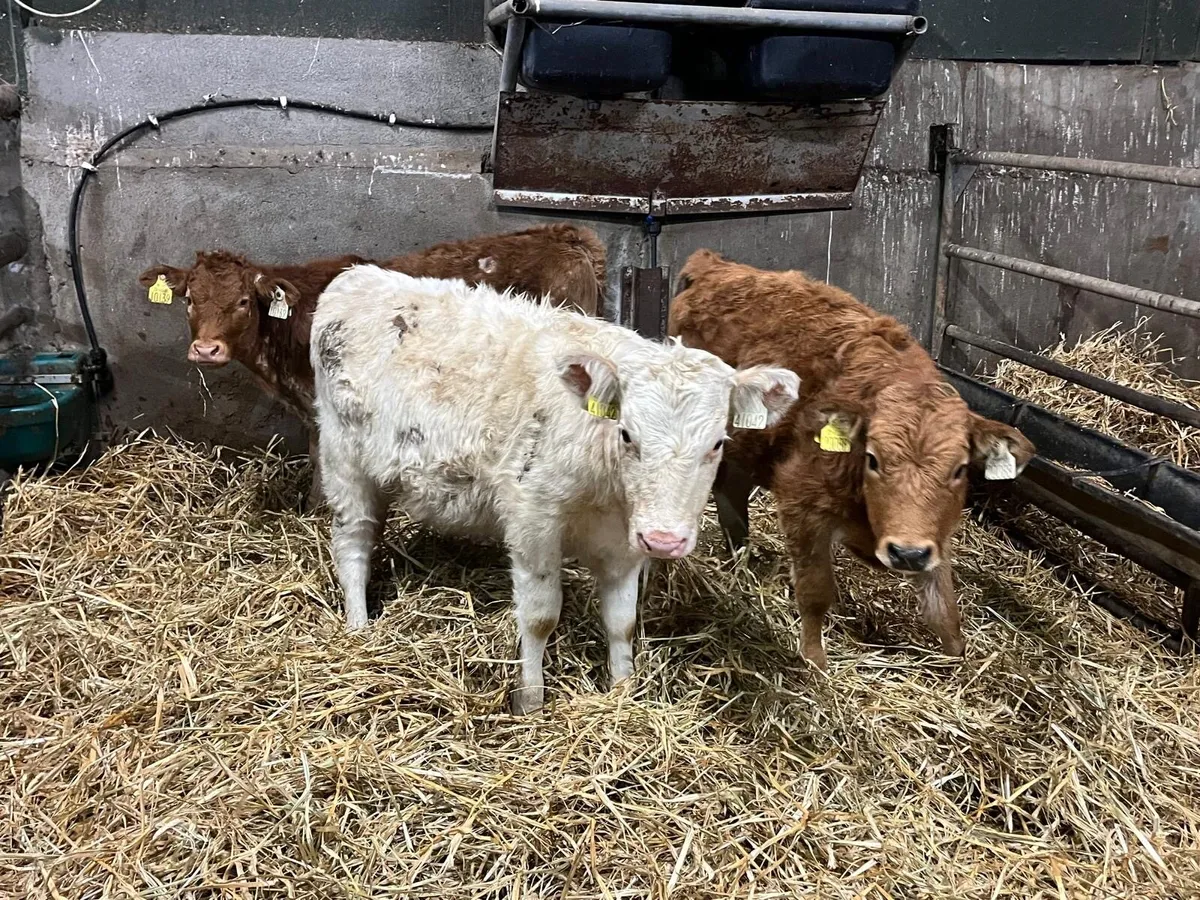 3 suckler bred  continental weanling heifers - Image 3